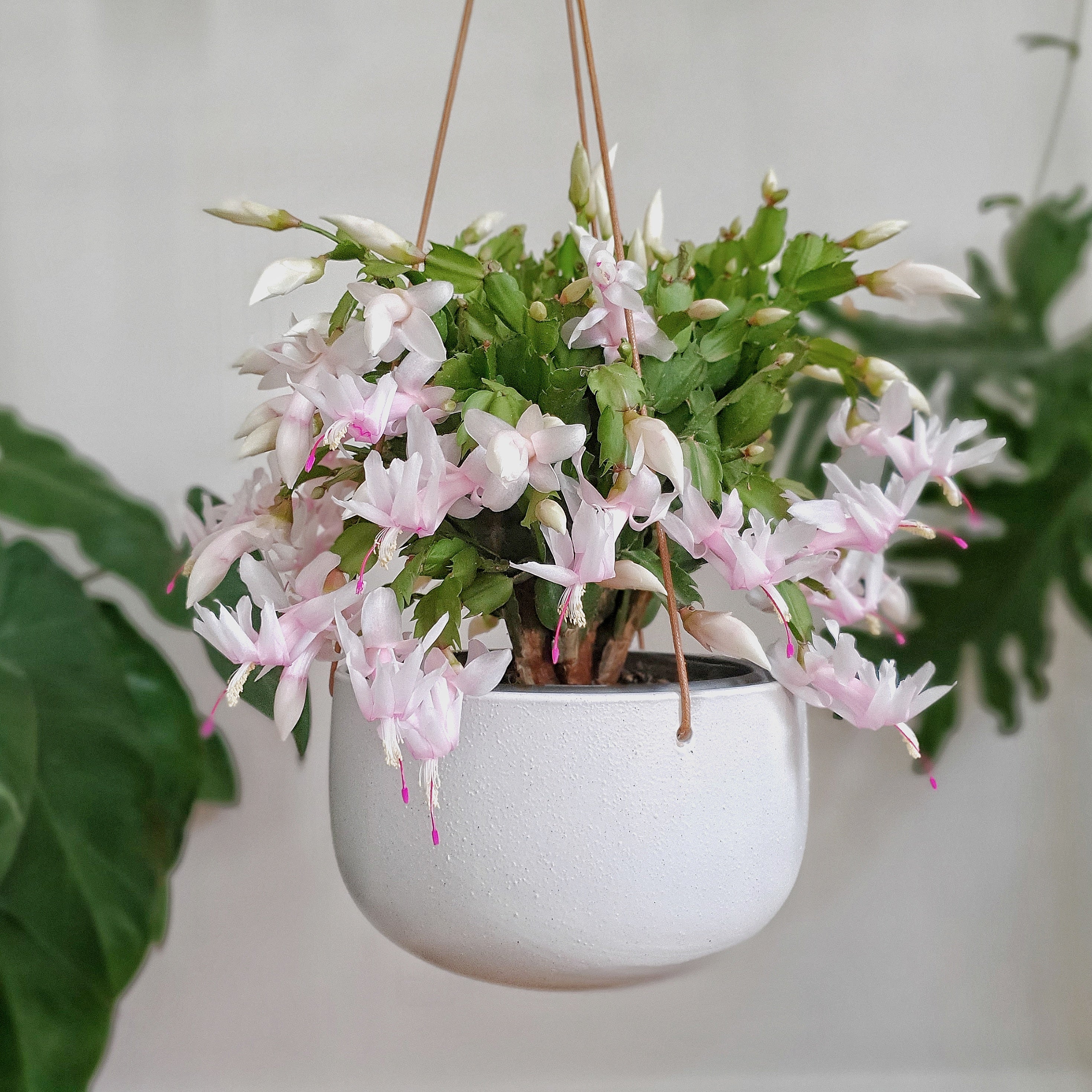 Schlumbergera truncata (Zygocactus 'White')